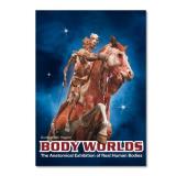 Body Worlds Body Worlds The Anatomical Exhibition Of Real Huma 